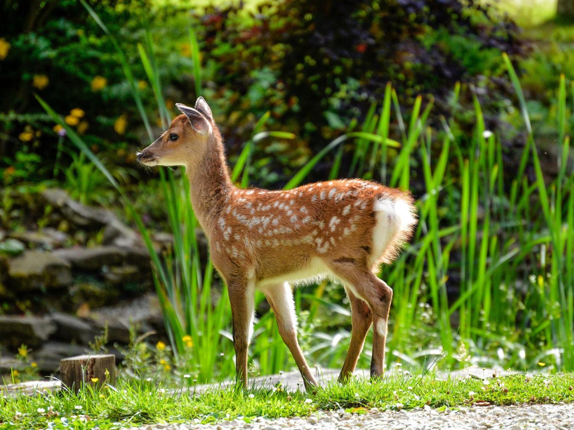 Deer Cottage 1 Uk39330 Biddenden المظهر الخارجي الصورة